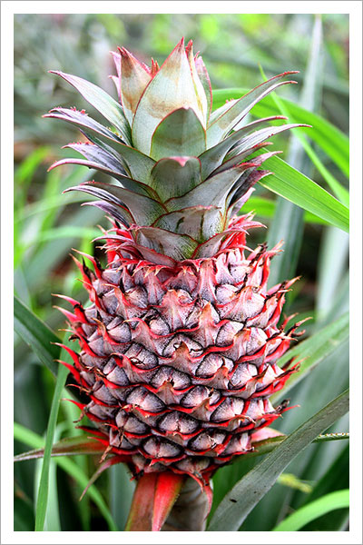 Pineapple