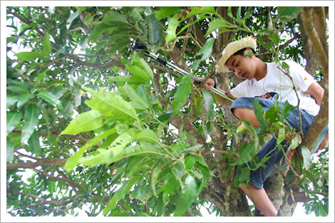 Kid on top of a tree
