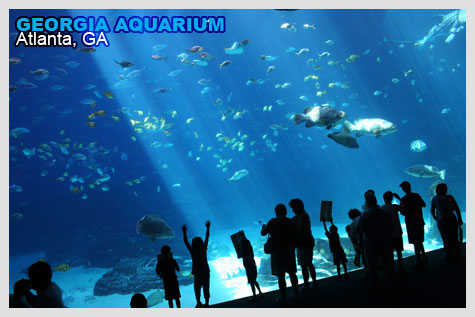 Georgia Aquarium viewing theater