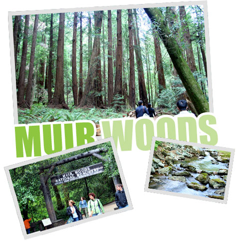 Muir Woods