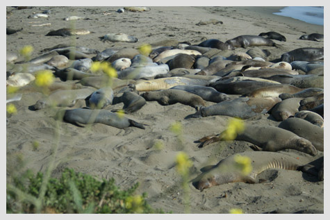 along California's Highway 1