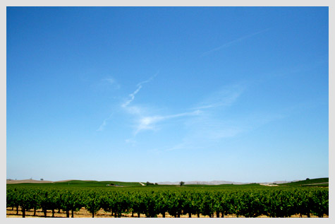 Paso Robles vineyards