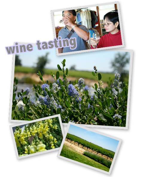 Paso Robles vineyards